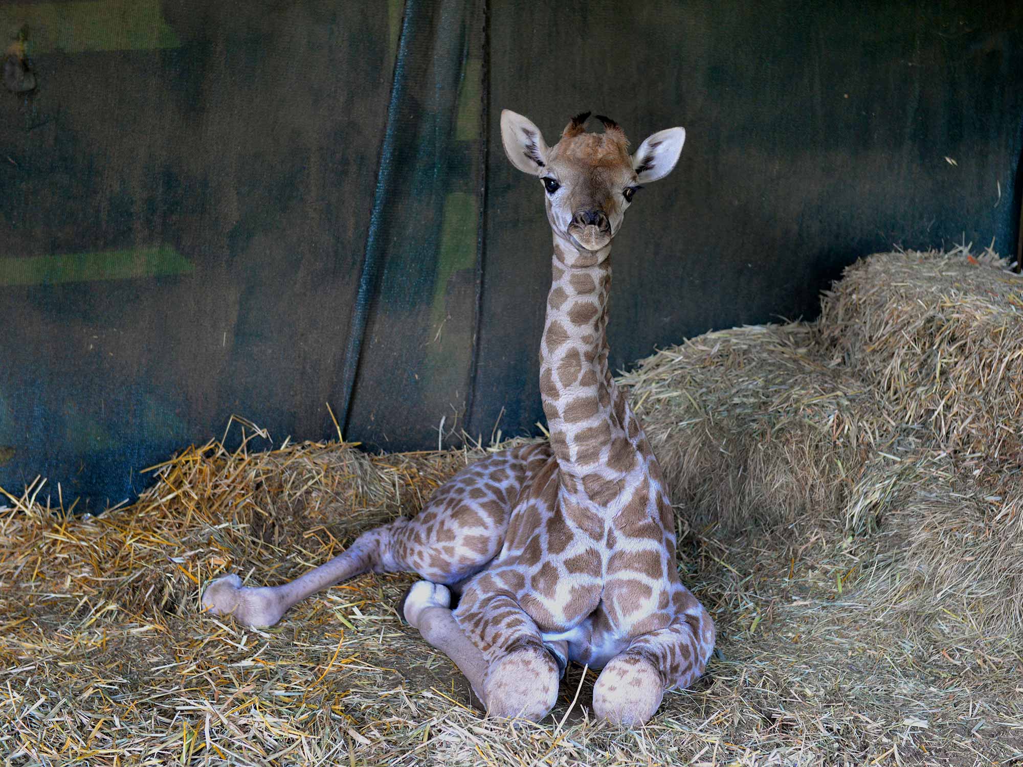 zoo de Johannesbourg